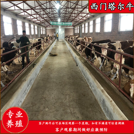 七臺河八百斤西門塔爾成年母牛價格多少一頭